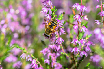 Beautiful bee on flower of heather in autumn, wallpaper, vintage photo
