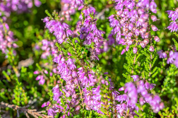 Obraz premium Pink heather. Autumn wallpaper. Flowers macro.