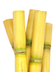 Closeup of sugarcane