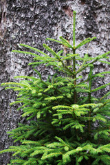 Young green fir on a background of tree bark