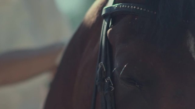 The horse in harness. Horseman. Brown horse's eye.