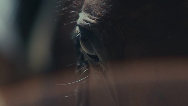 The eyes of the horse. Muzzle horse. Horse Blinking in slow motion.