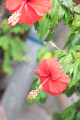 Red Hibiscus flower, red flower or Chaba in Thailand