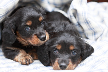 ミニチュアダックス © sakura