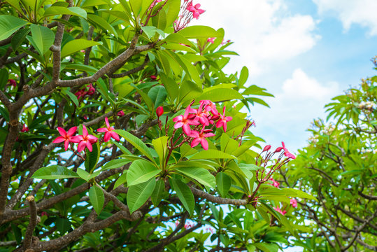 group of red and pink flowers (Frangipani, Plumeria)