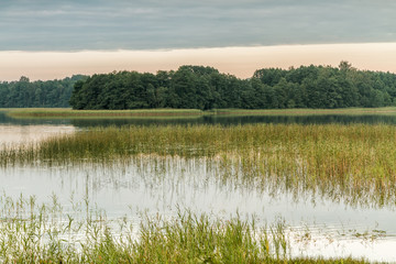 Reeds in lake