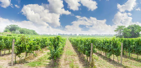 Fototapeta na wymiar Vineyard with ripening grapes against of the sky with clouds