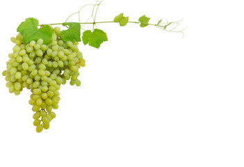 Background of table grapes with vines