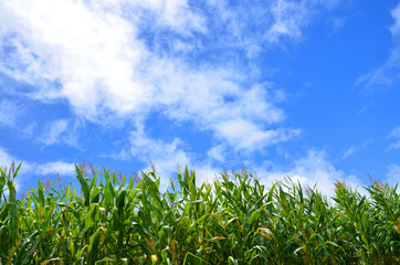 cornfield