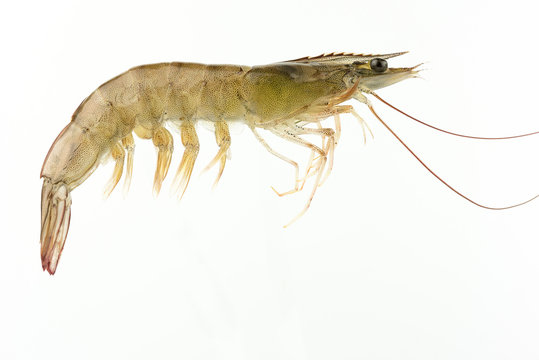 Fresh Raw Shrimp Isolated