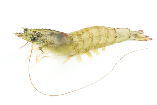 fresh Raw shrimp closeup isolated