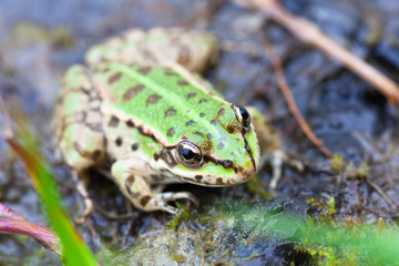 The Edible frog (Rana ridibunda)