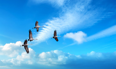 Sandhill Cranes flying across blue cloudy sky