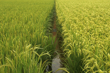 rice field