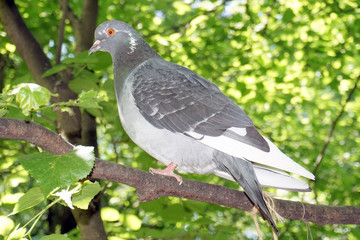 голубь на ветке