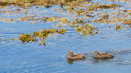 Eider duck, Somateria mollissima