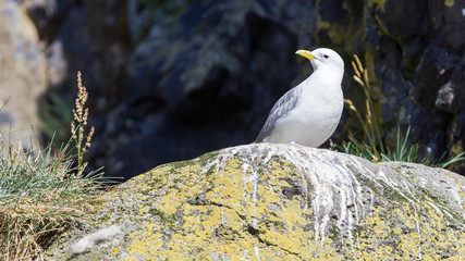 Black-legged kittiwake
