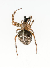 Kreuzspinne (Araneus)