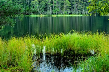 早朝の森と湖の風景　-　御射鹿池、日本