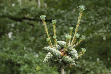 Green pine cones ornamental.