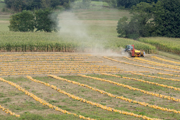 Bauer bei der Kürbisernte © Sonja Birkelbach