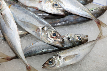 Frischer Fisch auf dem Fischmarkt in Lissabon