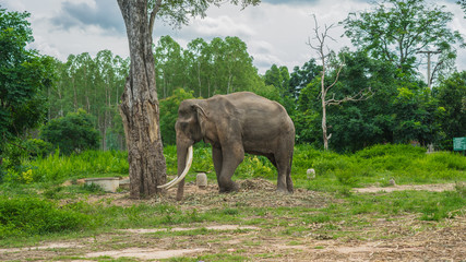 Naklejka na ściany i meble Thai Long elephant tusks at 