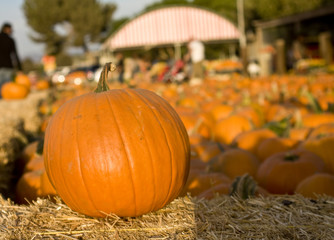 Perfect Pumpkin Patch Pick