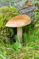 White mushroom or boletus (lat. Boletus edulis) in the forest