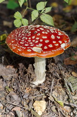 Amanita muscaria
