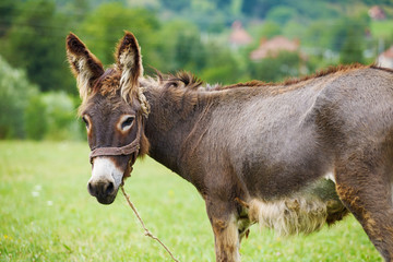 Cute donkey on the green meadow