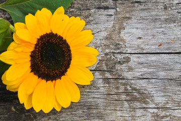 Obraz premium Decorative sunflower on wooden background