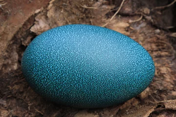 Foto auf Acrylglas a single emu egg on the ground © electra kay-smith