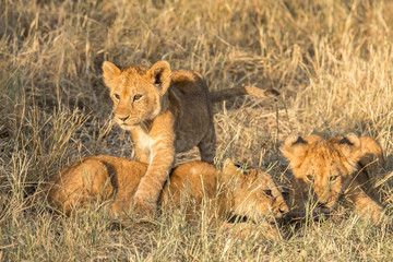 Playing lion cubs