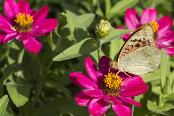 Butterfly sits on a bright pink flower. Macro.