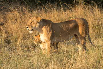 Naklejka premium Lioness and cub