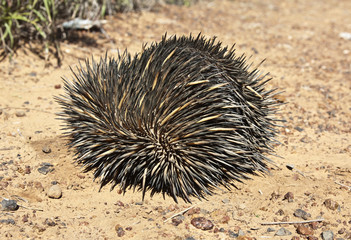 echidna rolled up in a ball
