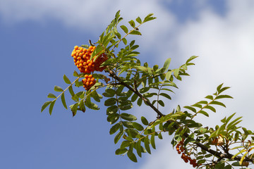 Orange rowan on branch on the blue sky background