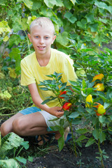 Boy near the beds of pepper