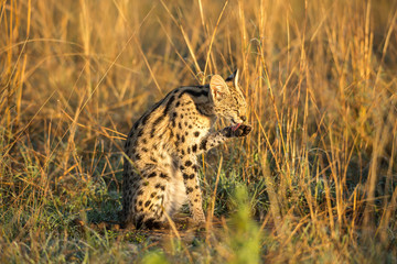 Serval cat