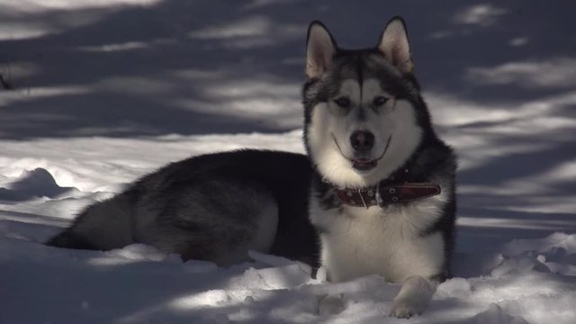 Siberian Husky  In The Snow