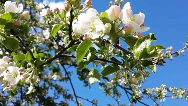 Apple blossom/Apple blossom