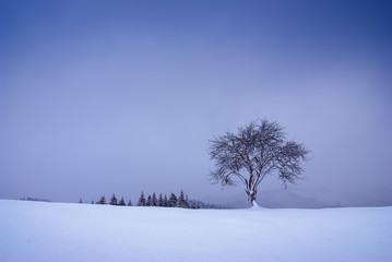 Fototapeta na wymiar Lonely tree on a snow-capped hill
