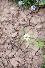 Flower way through the parched ground