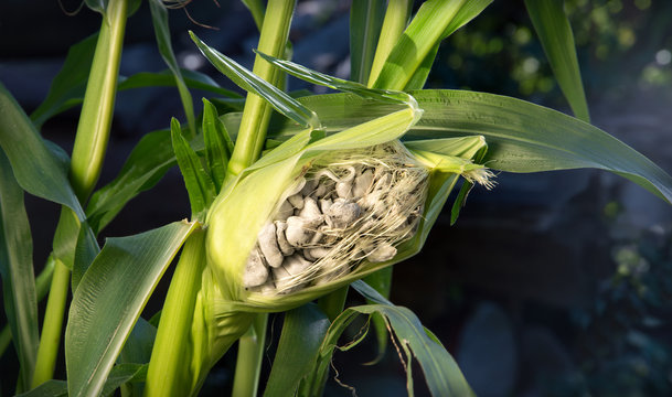 Corn smut. Ustilago maydis disease