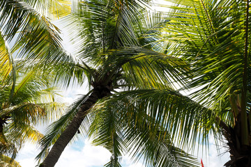 Obraz premium Coconut tree