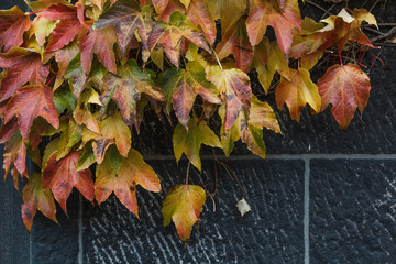 Autumn Boston ivy leaves background