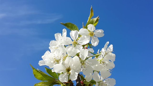 Pear blossom and blue sky/Pear blossom and blue sky