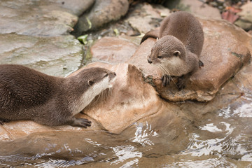 Otters sit and play on water front rocks