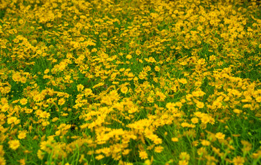 Obraz premium little yellow flower